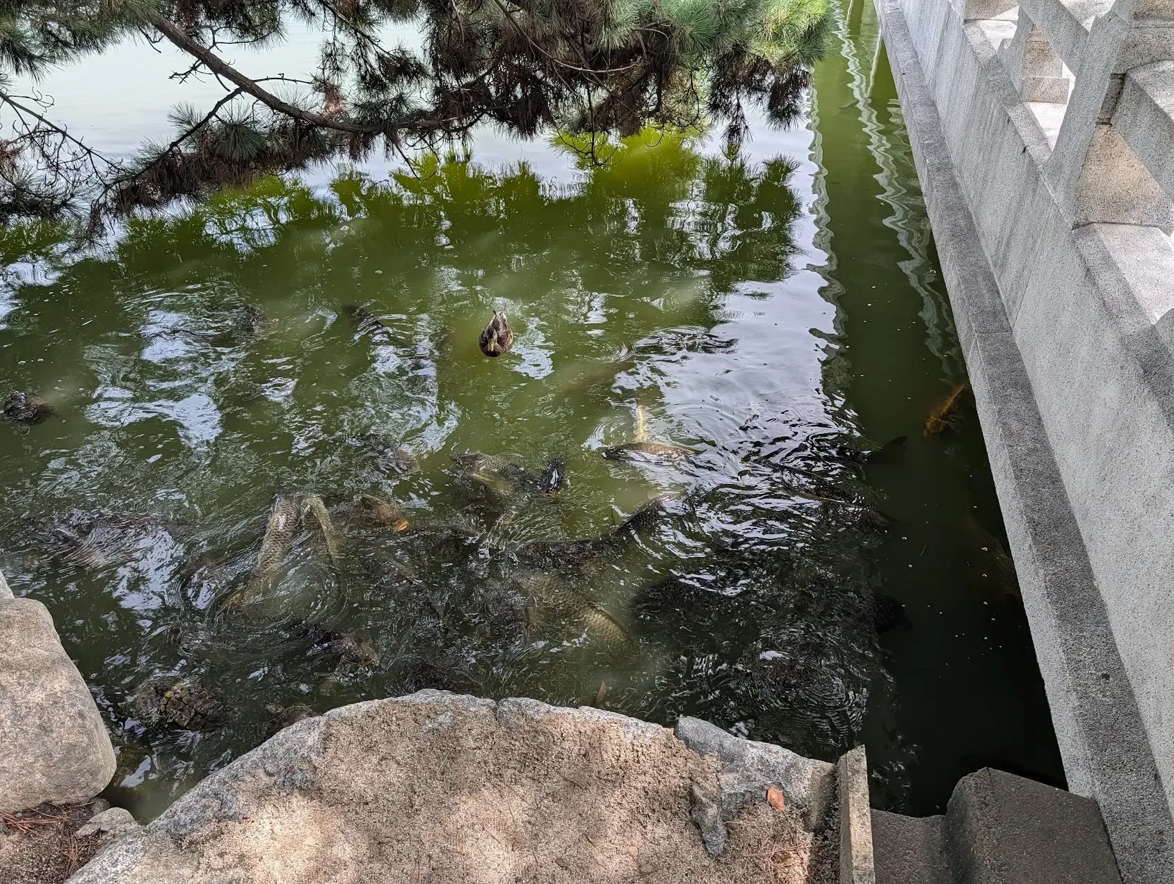 魚
